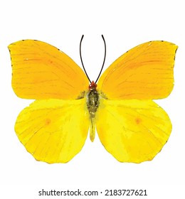 Gonepteryx cleopatra. Yellow butterfly vector on white background. Watercolor tropical butterfly. Entomology collection. Aquarelle style decoration. Picture for logo, design and greeting card.