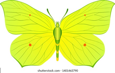 Gonepteryx rhamni yellow butterfly vector image for web design and print