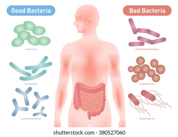 Good Bacteria And Bad Bacteria, Enteric Bacteria, Intestinal Flora, Gut Flora, Probiotics, Image Illustration