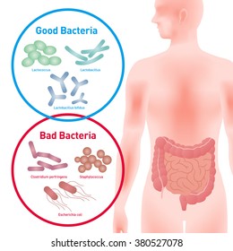 Bacterias buenas y malas bacterias, bacterias entéricas, flora intestinal, flora intestinal, probióticos, ilustración de imágenes