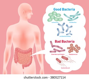 Good Bacteria Bad Bacteria Enteric Bacteria Stock Vector (Royalty Free ...