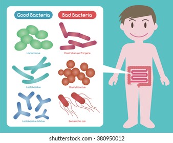 Good Bacteria And Bad Bacteria, Enteric Bacteria, Intestinal Flora, Gut Flora, Probiotics, Image Illustration