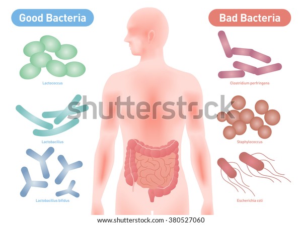 Good Bacteria and\
Bad Bacteria, enteric bacteria, Intestinal flora, Gut flora,\
probiotics, image\
illustration