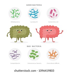 Good Bacteria And Bad Bacteria In Human Intestines. Bifidobacteria, Lactobacilli, Escherichia Coli, Campylobacter, Enterococcus Faecalis, Clostridium Difficile With Human Silhouette Isolated On White.