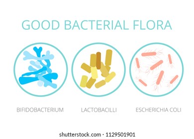 Good bacterial flora. Lactobacilli, bifidobacteria, Escherichia coli infographics, icon isolated on white background. Probiotics vector concept. Vector illustration.