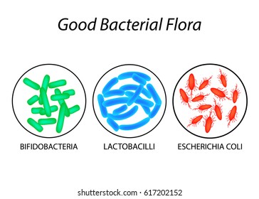 Good bacterial flora. Lactobacilli, bifidobacteria, Escherichia coli Infographics Vector illustration