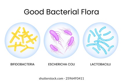 Good Bacterial Flora Medical Vector