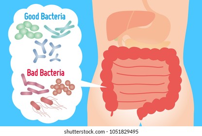 Buenas y malas bacterias. bacterias entéricas. Flora intestinal. Flora intestinal. probióticos.