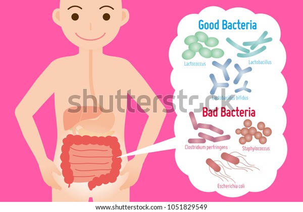 Good Bad Bacteria Enteric Bacteria Intestinal Stock Vector Royalty Free 1051829549 Shutterstock