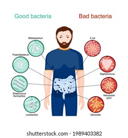 Bacterias buenas y malas. Afiche sobre los probióticos y la salud de los intestinos. Microbiota intestinal, o flora intestinal. Ilustración del vector