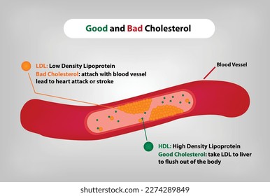 Good and Bad Cholesterol in Blood Vector Illustration