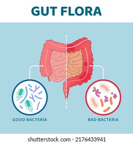 Good And Bad Gut Bacteria: Comparison Between Healthy Intestine And Unhealthy Intestine