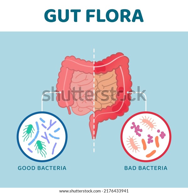 Good Bad Gut Bacteria Comparison Between Stock Vector (Royalty Free ...