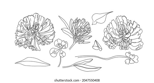 Good luck four leaf clover. Vintage black vector engraving illustration for info graphic, poster, web. Isolated on white background.