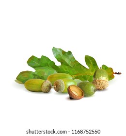 Good and strong acorns. Beautiful acorns. Oak leaves in triangulation technique. Vector illustration. Oak low poly.