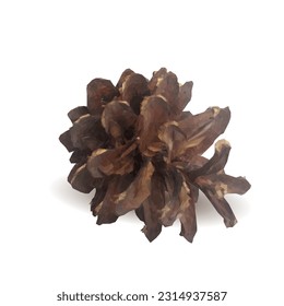 Good and strong pine cone. Beautiful pine cone. Cone in triangulation technique. Vector illustration. Pine cone low poly.
