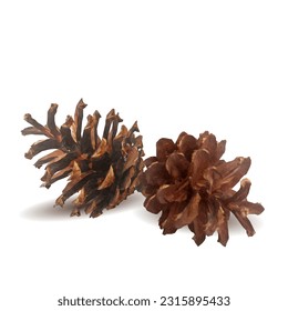 Good and strong pine cone. Beautiful pine cone. Cone in triangulation technique. Vector illustration. Pine cone low poly.