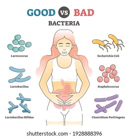 Bacterias buenas y malas como ejemplos de flora intestinal en el diagrama de esquema educativo. Ejemplos anatómicos con microorganismos en la ilustración vectorial del sistema de estómago o digestión. Bienestar intestinal y salud