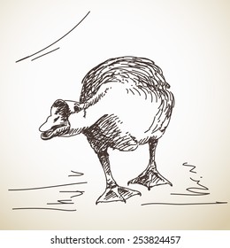 Goose attacks, Vector Sketch, Hand drawn illustration