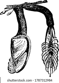 Gänse-Barnacle-Filter-Fütterung Krustentiere Leben an schwimmenden Objekten, Vintage-Linie Zeichnung oder Gravitation Illustration.