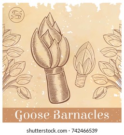 goose barnacle on old paper