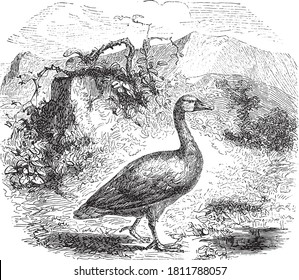 Goose bird, From the Dictionary of Word and Things, 1888.