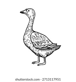 Goose. Black and white vector illustration drawn by hand. Design element for packaging, labels, and banners. Also suitable for books, postcards, and games.