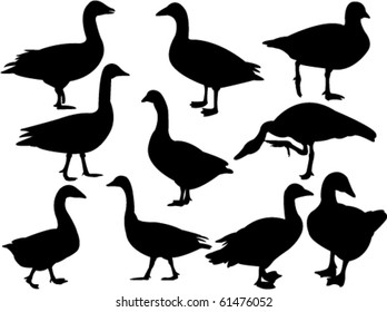 goose collection silhouette - vector