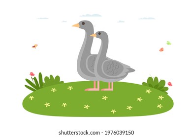 Goose. Domestic bird and farm animal. Father goose and mother goose are standing on the lawn. Waterfowl of the duck family, the order of anseriformes.Vector illustration in cartoon flat style.