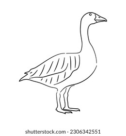 Goose in doodle style. Icons sketch hand made. Vector.