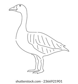 Goose in doodle style. Icons sketch hand made. Vector editable stroke.