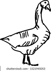 Goose drawing, illustration, vector on white background.