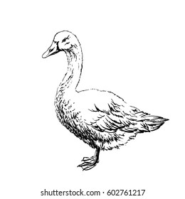 Hand Drawn Vector Goose Open Beak Stock Vector (Royalty Free) 648786934