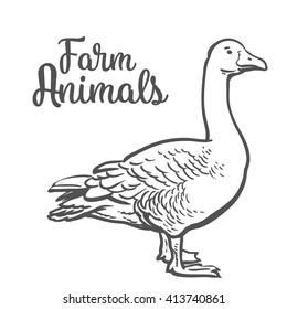 Goose drawn at full length, side view. Black and white sketch illustration home farm poultry, the concept of goose meat, feather products and eggs.