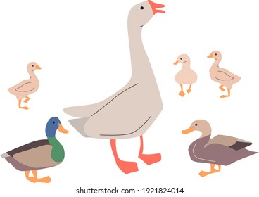 Goose and ducks isolated on white background. Illustration can be used for farming.