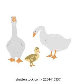 Goose family. Female and male geese and gosling isolated on white background, geese couple in flat style. Vector illustration