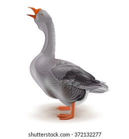 Goose, farm animals vector illustration. Grey domestic goose