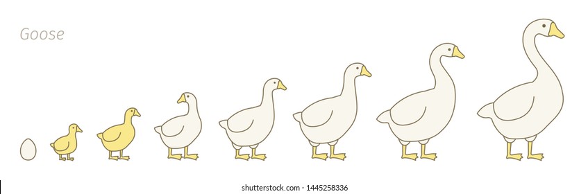 Goose farm. Stages of poultry growth set. Breeding fowl. Goose production. Gosling grow up animation progression. Flat vector.