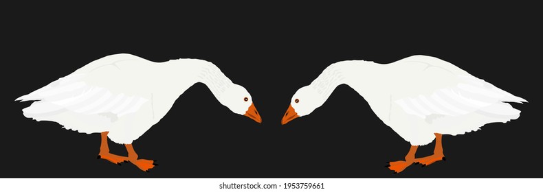 Goose fighting for female vector illustration isolated on black background. Battle for mating. Traditional manifestation in Mokrin, Serbia, goose fight world cup.