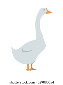 Goose flat style vector. Domestic animal. Country inhabitants concept. Poultry. Illustration for farming, animal husbandry, meat, down production companies. Agricultural species. Isolated on white