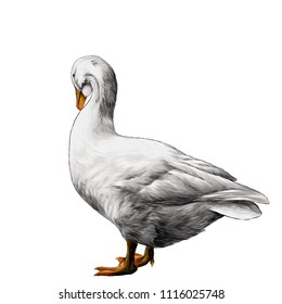 goose is in full growth side with lowered head, sketch vector graphics color illustration