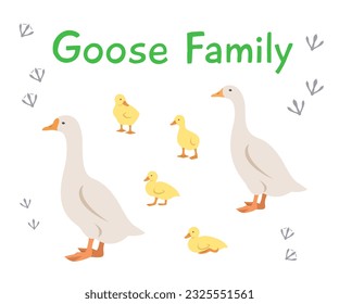 Goose, gander and goslings in different poses. Flat vector cartoon illustration. Isolated on white. Domestic farm livestock birds family, poultry, male female with offspring. Full length, side view