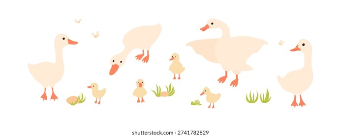 Goose, gander and goslings walking in the garden. Simple vector illustration. Isolated on white. Domestic farm livestock birds family.