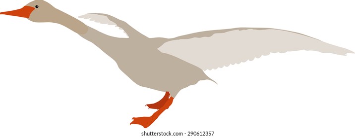 goose geese vector