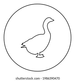 Goose Gosling Geese Anser Gander silhouette in circle round black color vector illustration contour outline style image 