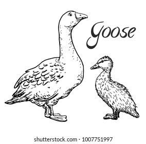 Goose and gosling, sketch, isolated vector illustration.