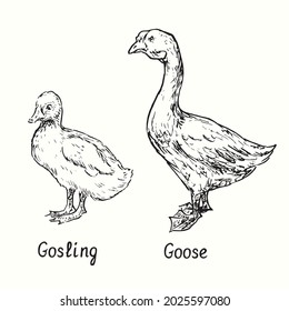 Gänseblümchen und gosling, stehende Seitenansicht. Tintenfisch, schwarz-weißes Dodorieren, Holzschnitt-Illustration
