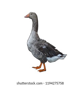 goose gray poultry vector