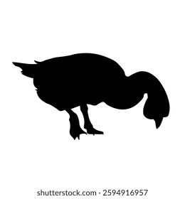 Goose grazing silhouette. Domestic poultry eating. Vector black image isolated on white background