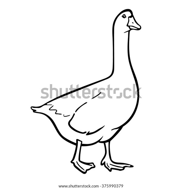 Goose Hand Drawn Vector Stock Vector (Royalty Free) 375990379